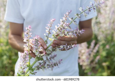 Salvia Sclarea Images Stock Photos Vectors Shutterstock