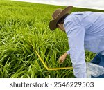 Farmer measurement mass of grass on pasture. Livestock tecnology