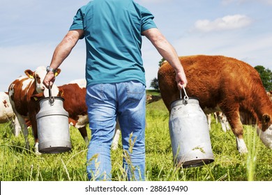 Farmer With Milk Churns At His Cows