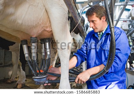 Similar – a milk cow in the pasture looks into the camera and eats a flower. organic pasture. in the background another cow. shallow depth of field. nice weather