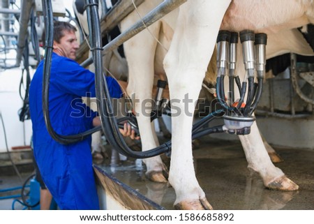 Similar – a milk cow in the pasture looks into the camera and eats a flower. organic pasture. in the background another cow. shallow depth of field. nice weather