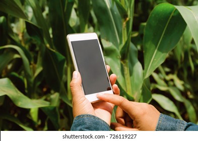 Farmer With Mobile Phone In Hands In The Corn Field