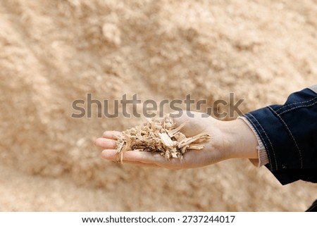 Farmer monitors quality and control texture of corn silage for cow feed.