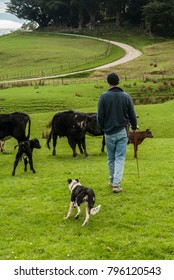 A farmer moves cattle with calves in a paddock with his dog on a farm in the Wairarapa in New Zealand
