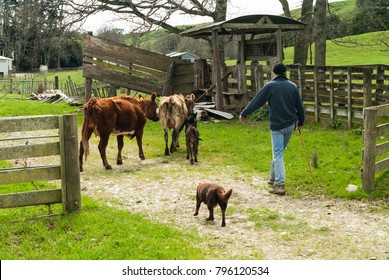 A farmer moves cattle to a different paddock with his dog through gates on a farm in the Wairarapa in New Zealand