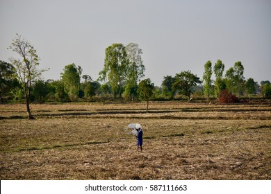 farmer moving kite flying in the rice field