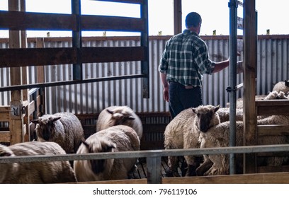 A Farmer Moving Sheep In A Wool Shed Pen Before Shearing On A Sheep Farm In The Wairarapa In New Zealand