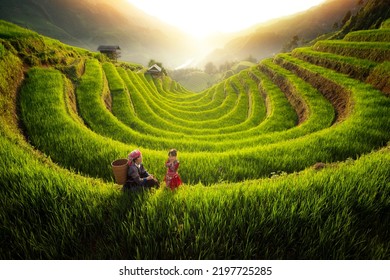 Farmer in Mu cang chai village walking on the mountain and golden rice terraces at Mucangchai town near Sapa city, north of Vietnam - Shutterstock ID 2197725285