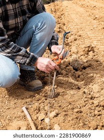 Farmer in the new vineyard prepares and plants the new vine seedlings in the ground. Agricultural industry, winery.  - Shutterstock ID 2281900869