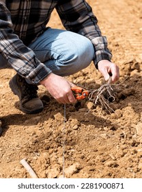 Farmer in the new vineyard prepares and plants the new vine seedlings in the ground. Agricultural industry, winery.  - Shutterstock ID 2281900871