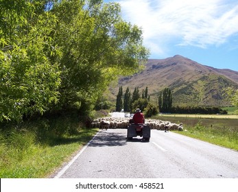 Farmer On Bike Herding Sheep