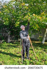 Farmer on crutches picking nuts in the garden in autumn - Shutterstock ID 2060720675