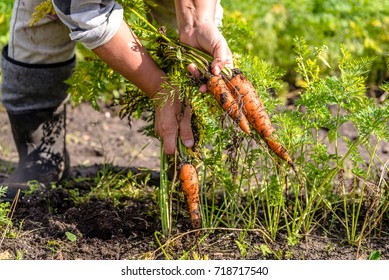 Farmer on field picking carrots, organic vegetable garden, autumn harvest