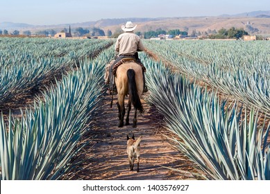 Фермер на своей лошади ходит в семени агавы. Пейзаж агавы, текила, Халиско, Мексика.
