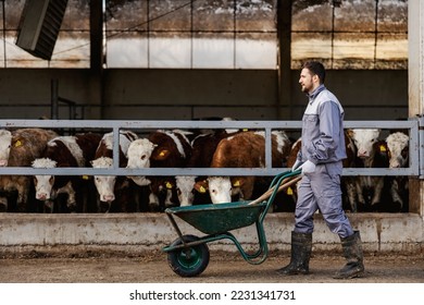 A farmer on his way to feed cows. A man is pushing wheelbarrow with cow's food in barn. - Powered by Shutterstock