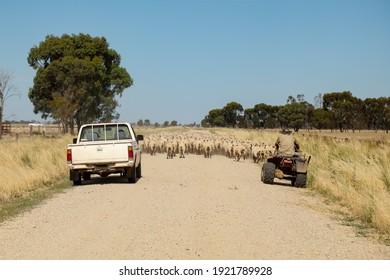 Farmer On Motorbike Herding Sheep Along Country Road In Rural Australia