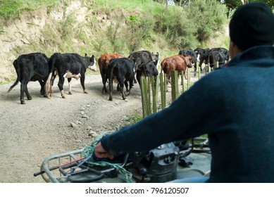 A farmer on a motorbike moving a herd of cattle on a gravel road in the Wairarapa in New Zealand