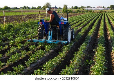 A farmer on a tractor cultivates a potato plantation. Agroindustry and agribusiness. Farm machinery. Crop care, soil quality improvement. Plowing and loosening ground. Field work cultivation. - Shutterstock ID 2032910804