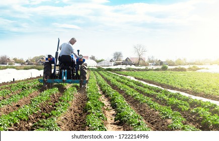 A farmer on a tractor cultivates the soil on the plantation of a young potato of the Riviera variety Type. Loosening the soil to improve air access to the roots of plants. Agricultural farm field.