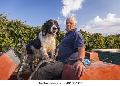 Farmer on a tractor with his dog. Vineyard on the background