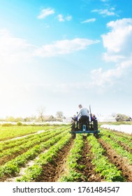 A farmer on a tractor loosens the soil and removes weeds on a potato plantation. Farming agricultural industry. Processing and cultivation of soil. The process of growing food on a farm. - Shutterstock ID 1761484547