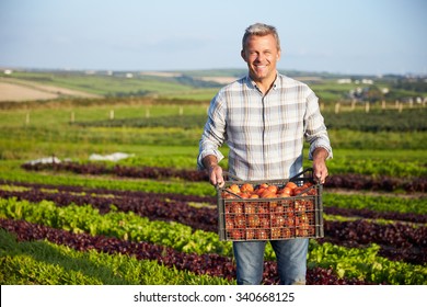 Farmer With Organic Tomato Crop On Farm