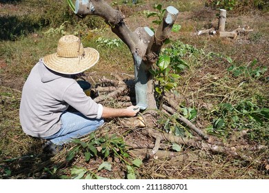 The Farmer Is Painting The Avocado Plant With A Nutrient Solution.