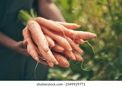 Farmer, person hands and carrots in agriculture, farming and sustainability with grocery supply chain or offer. Worker, seller or supplier and vegetables or food in ngo, nonprofit or business harvest - Powered by Shutterstock