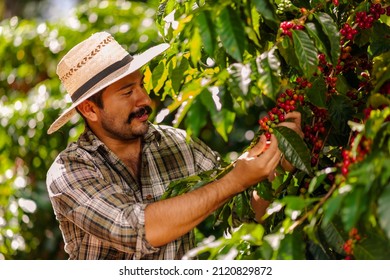 Agricultor cosechando granos de café árabes en el árbol de café.