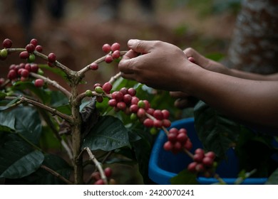 Farmer picking coffee bean in coffee process agriculture background, Coffee farmer picking ripe cherry beans, Close up of red berries coffee beans.