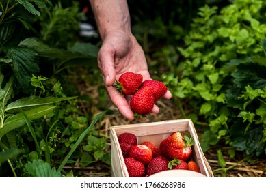 Farmer Picking Fresh Red Strawberries In Basket On Organic Strawberry Field. Strawberries Harvest. Agriculture And Ecological Fruit Farming Concept