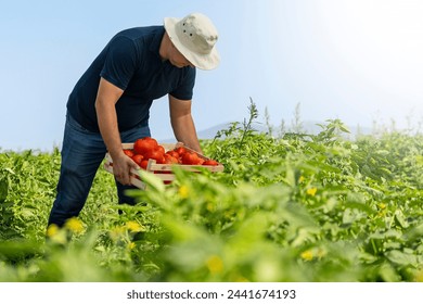 Farmer picking fresh tomatoes in a wooden crate.
The farmer is carefully picking the tomatoes to ensure that they are ripe and undamaged. - Powered by Shutterstock