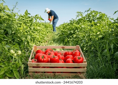 Farmer picking fresh tomatoes in a wooden crate.
The farmer is carefully picking the tomatoes to ensure that they are ripe and undamaged. - Powered by Shutterstock