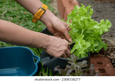 Farmer picking green oak lettuce from vegatable garden. Green Oak Leaf lettuce tastes great in wraps, sandwiches, tacos, and as a bed for cooked meats.
