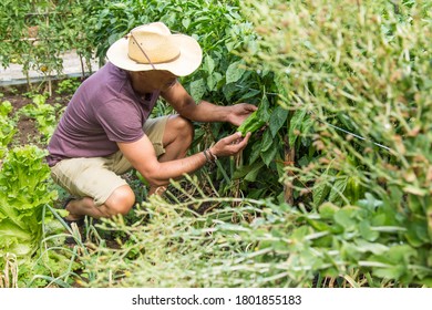 farmer picking green peppers on the farm - Shutterstock ID 1801855183