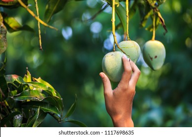 Farmer Picking Mango In Organic Farm