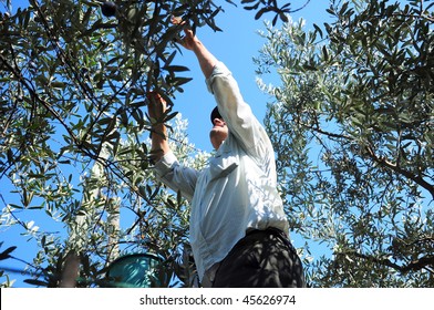 farmer picking olives from tree - Powered by Shutterstock