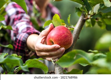Farmer picking red apple from tree. Woman harvesting fruit from branch at autumn season - Powered by Shutterstock