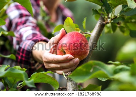 Farmer picking red apple from tree. Woman harvesting fruit from branch at autumn season