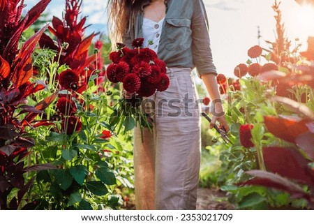 Farmer picking red pompom dahlias between rows of flowers. Gardener holding bouquet of blooms. Flower business