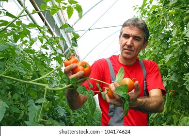 Farmer picking tomato in a greenhouse - Powered by Shutterstock