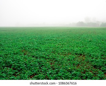 Farmer Plan A Groundcover Befor Groundcover