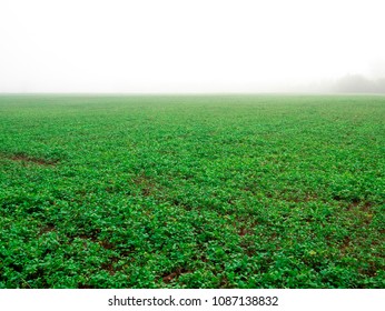 Farmer Plan A Groundcover Befor Groundcover