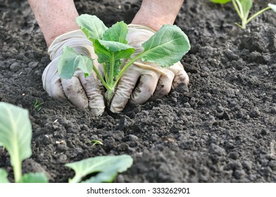 11,814 Cabbage seedling Images, Stock Photos & Vectors | Shutterstock