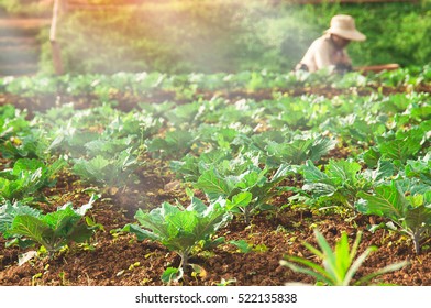 Farmer Planting Of Green Lettuce In Lettuce Field