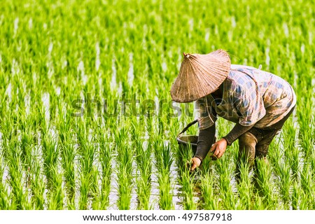 The Farmer planting on the organic paddy rice farmland ストックフォト © 