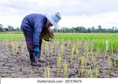 Farmer Is Planting Rice In The Drought Farm