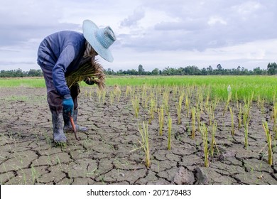 Farmer Is Planting Rice In The Drought Farm