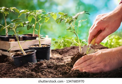 Farmer planting tomatoes seedling in organic garden. Gardening young plant into bed