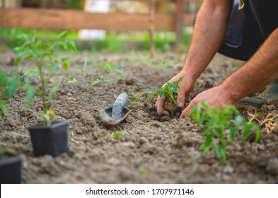 Farmer planting tomatoes seedling in organic garden - Shutterstock ID 1707971146